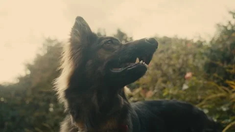 Calm German Shepherd Stock Footage 284760686
