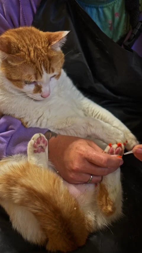 A Calm Ginger and White Cat Gets Fresh Nail Caps During a Home Grooming Visit Видео 335267473