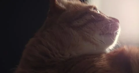 Calm ginger cat gazing thoughtfully out the window in soft light Stock Footage 339066961