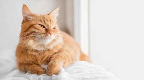 Calm ginger cat has a rest on window sill. Fluffy pet has a nap in comfort. H Stock Photos