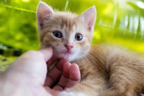 Calm ginger kitten, small kitten, pet Stock Photos