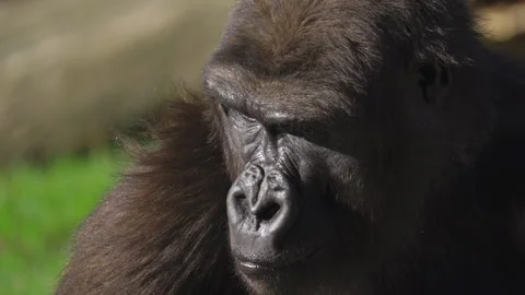 Calm gorilla portrait with hand gently touching mouth Stock Footage 331154731