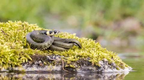 Calm grass snake basking twisted on stone covered with green moss near water. Stock Photos