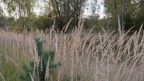 Calm grass on wind Stock Footage 118779204