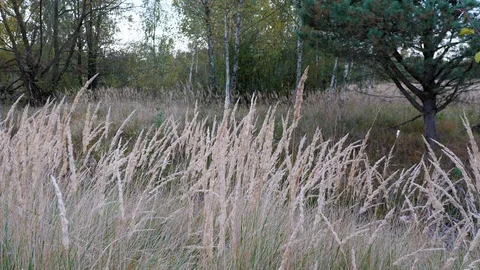 Calm grass on wind Stock Footage 118779350