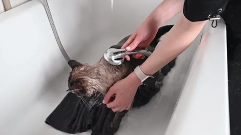 A calm gray cat gets a gentle bath, staying relaxed in a safe home environment Stock Footage 305647567