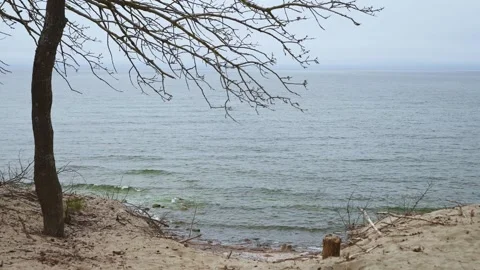 Calm gray sea view through bare tree branches on sandy shore under overcast s Stock Footage 335289796