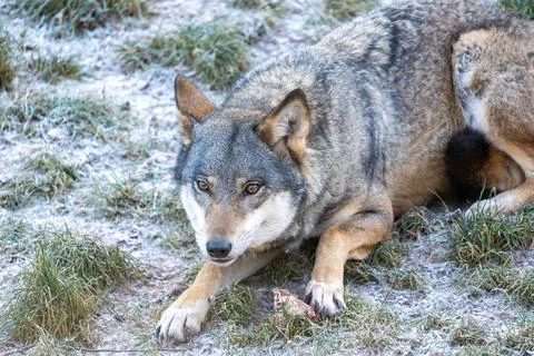 Calm Gray Wolf Resting on Grass and Sand in a Quiet Natural Wilderness Scene Stock Photos