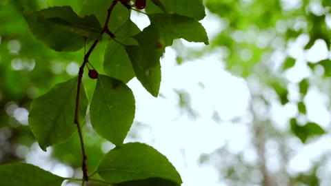 Calm green forest river in soft morning light, peaceful nature background, 4K Stock Footage 167158321