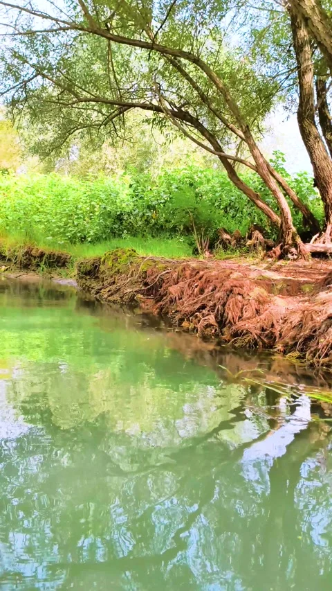Calm green river reflecting trees along lush riverbank Stock Footage 340533369