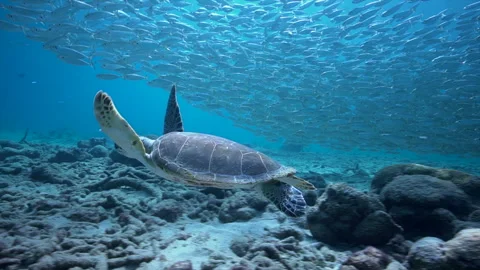 A calm green sea turtle glides across a Caribbean reef while a shimmering Stock Footage 344256236