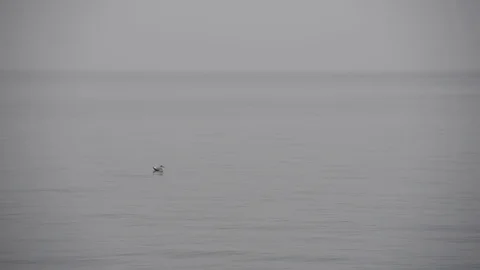 Calm grey ocean with herring gull Stock Footage 97508086