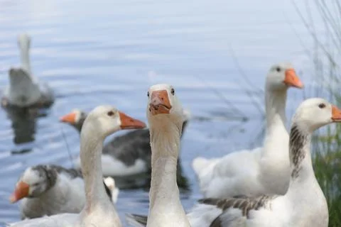 A calm group of geese is gently floating and foraging together near a serene  Stock Photos