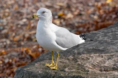 The calm gull Stock Photos
