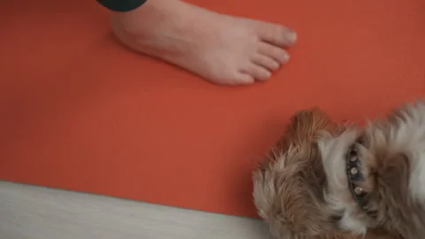 Calm home stretching. Relaxing exercise captured with friendly dog. Serene home Stock Footage 335543507