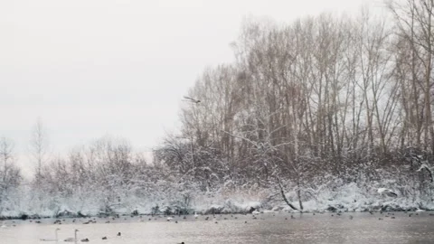 Calm icy waters mirror leafless branches against muted sky. Soothing winter Stock Footage 338986682