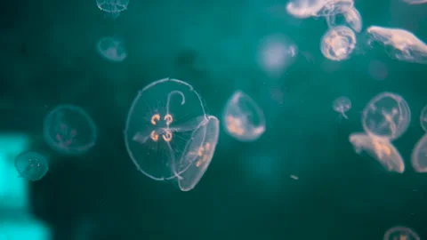 Calm jellyfish floating out of focus at Nordsoen Oceanarium Hirtshals Denmark Stock Footage