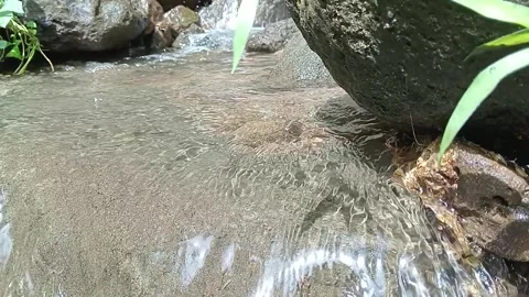 Calm Jungle Stream Flowing Slowly Between Rocks Stock Footage 330591837