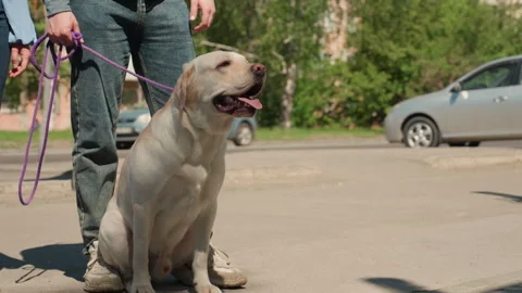 Calm labrador on street corner, sitting dog beside parked vehicles, caucasian Stock Footage 323320754