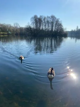 Calm Lake Canada Geese Foto stock