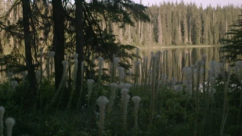 Calm lake in a dense forest Stock Footage 87613928
