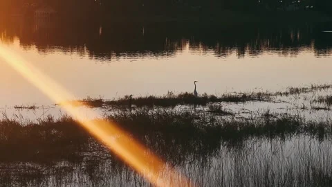 Calm Lake during the sunset Stock Footage 295529436