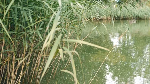 A calm lake framed with reeds Video stock 97139953