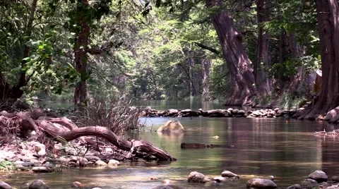 Calm lake or stream with large trees and shade Stock Footage 53340055