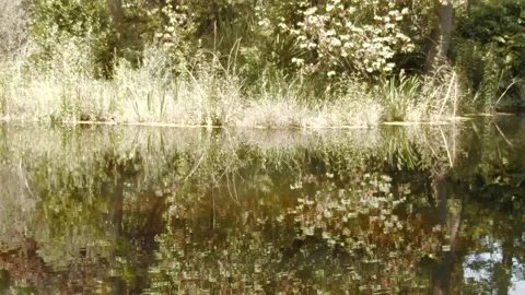 Calm lake by the park Stock Footage 171175669