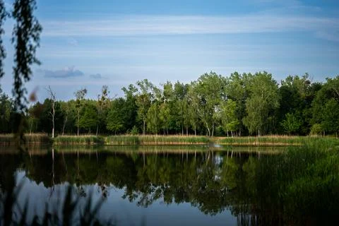 Calm lake with perfect mirror reflection of green dense forest Foto stock
