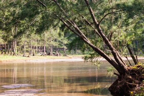 Calm lake  Foto stock