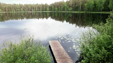 Calm Lake Reflecting Dense Pine Forest with Lily Pads Stock Footage 296505222