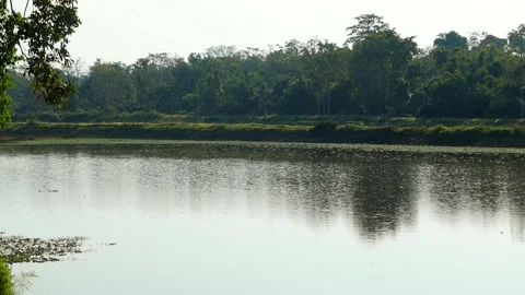 Calm lake reflecting forest trees in natural landscape Stock Footage 327515394
