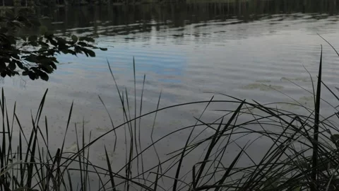 Calm Lake Shore at Evening with Reeds and Overcast Sky Poland Stock-Footage 344275553