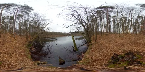 Calm Lake Shore in Mixed Forest at Late Winter, Overcast Sky Stock Footage 342558804