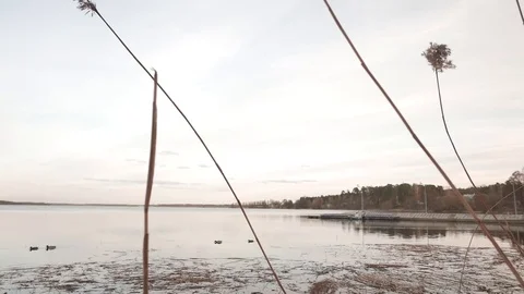Calm lake in spring. Sunny day 動画素材 73830833