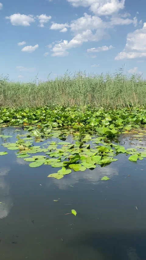 Calm lake surface covered with green lily pads and bordered by tall reeds Vídeos de archivo 343790712