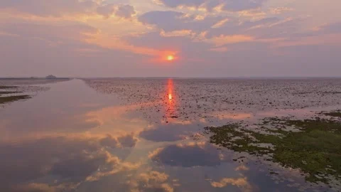 Calm lake surface filled with early morning lotus flowers Stock Footage 306693657