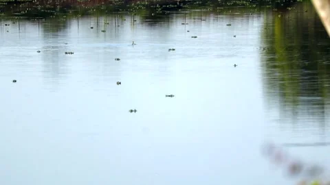 Calm Lake Surface with Floating Aquatic Plants in Natural Light Stock Footage 327607990