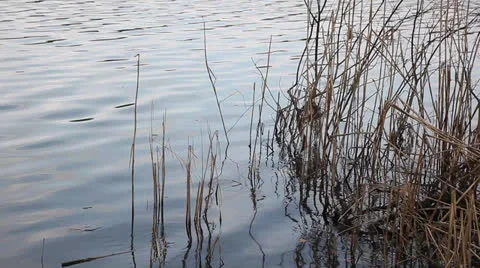 Calm lake surface 스톡 동영상 24931623