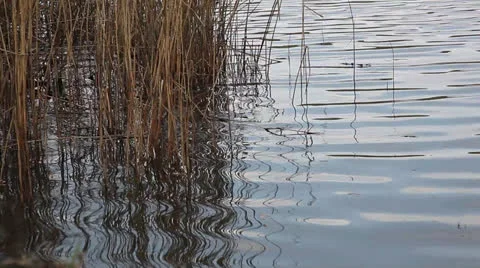 Calm lake surface 스톡 동영상 24931904