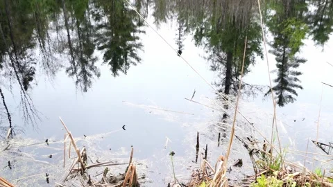 A calm lake surface reflects pine trees and gray sky with reeds and debris in Stockbeeldmateriaal 336278658