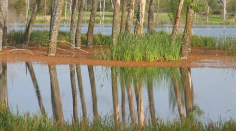 Calm Lake with Trees Stock Footage 53202944