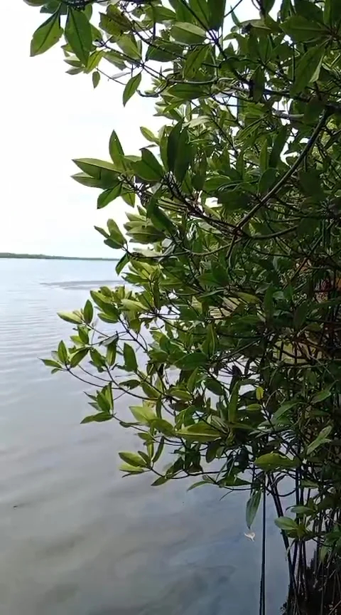 Calm lake water view through green trees and nature landscape Stock Footage 344638716