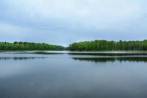 Calm lake on whose birch there is a dense fir forest Stock Photos
