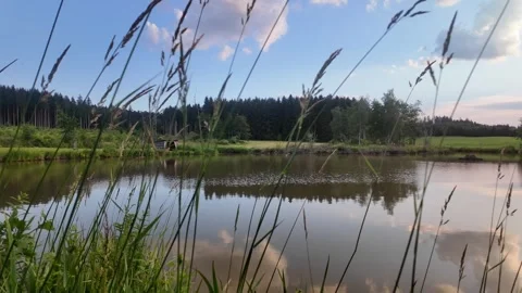 Calm lakeside landscape with reeds, forest hills and water reflections Stock Footage 337362016