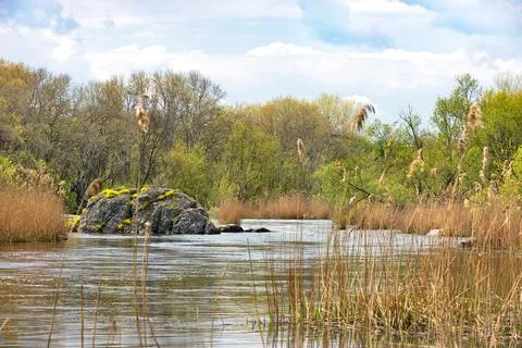Calm landscape of a spring river with a stone boulder overgrown with yellow.. Stock Photos