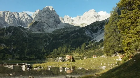 A calm late with cows and mountain ridges Vídeos de archivo 101901587
