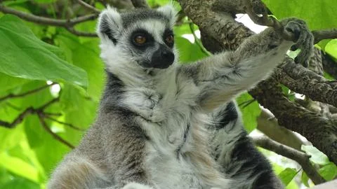 Calm lemour is sitting on the tree in the forest and looking forward Stock Photos