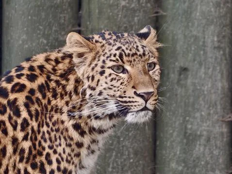 Calm leopard surveys environment with focus. Relaxed feline keeps watch on .. Stock Photos